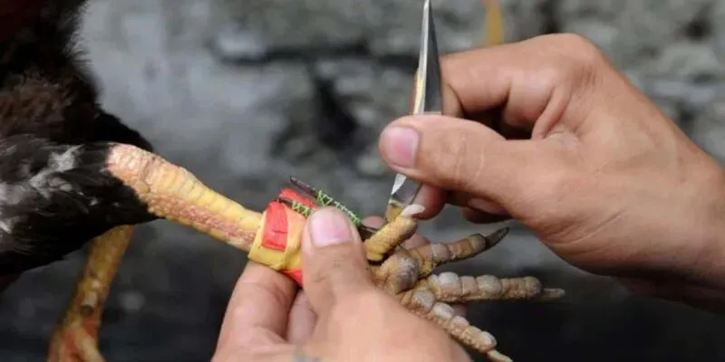 da-ga-cua-dao-hb88-gioi-thieu