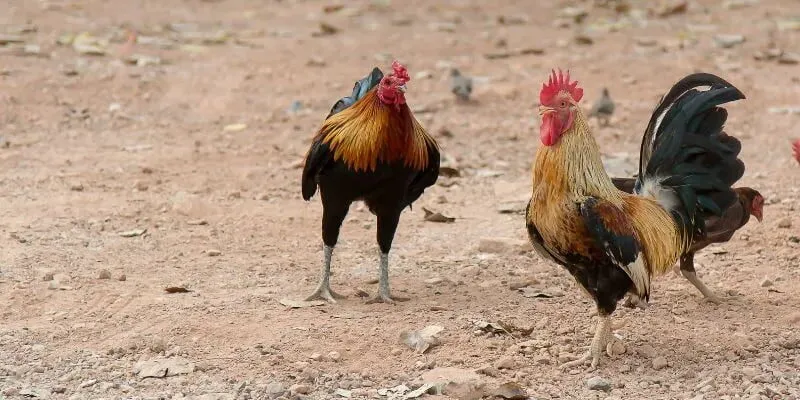 da-ga-cua-dao-hb88-giong-ga