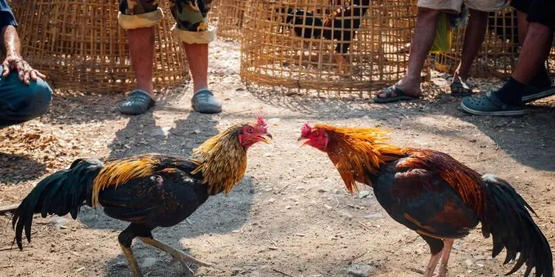 da-ga-cua-dao-hb88-quy-tac