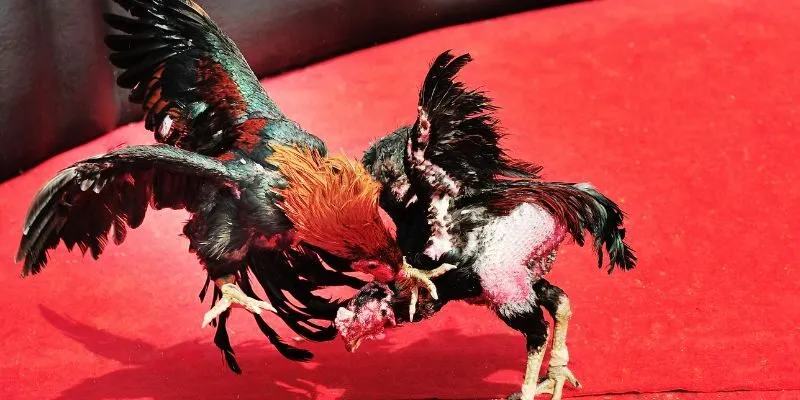 da-ga-cua-sat-hb88-hinh-thuc