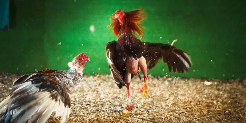 da-ga-cua-sat-hb88-khai-niem