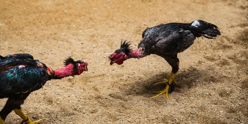 da-ga-cua-sat-hb88-quy-tac