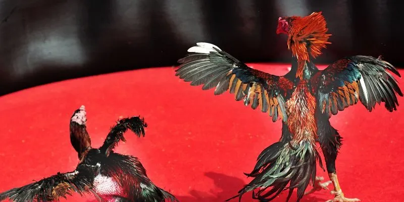 da-ga-thomo-hb88-cam-ket-cong-bang