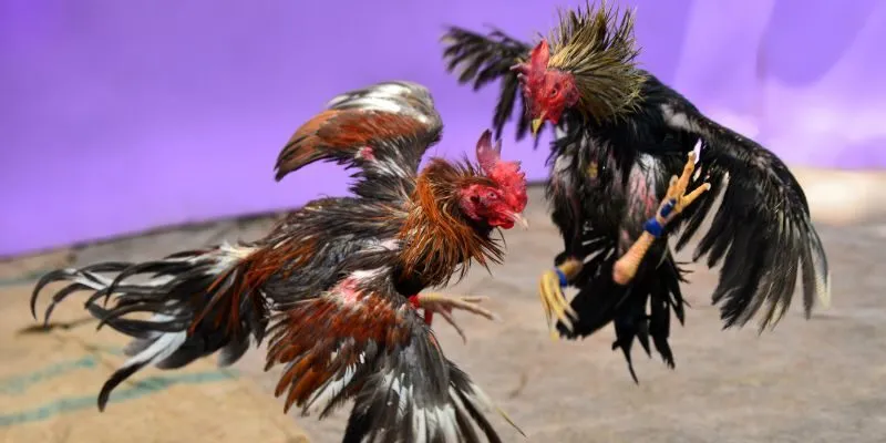 da-ga-thomo-hb88-sieu-chan-thuc