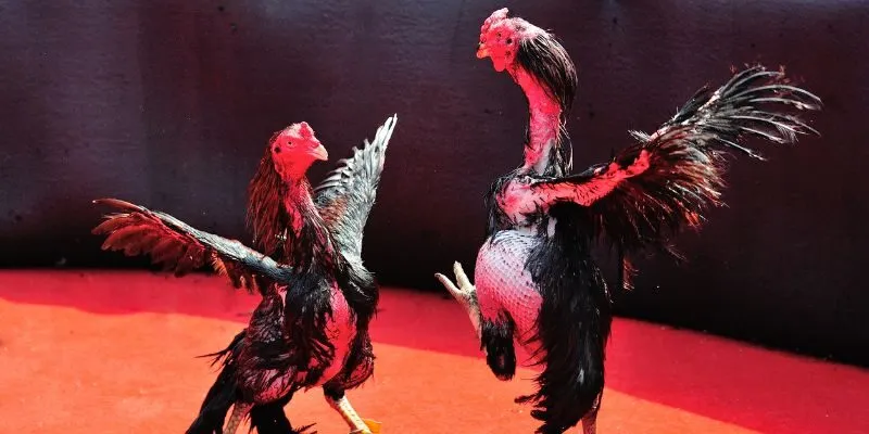 da-ga-thomo-hb88-thong-tin